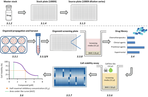 A schematic of the organoid drug screen workflow.