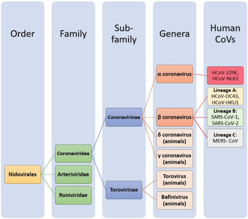 Taxonomy of Nidovirales.