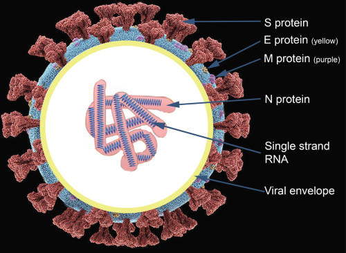 Common structural components of all coronaviruses shown as a cross-section.