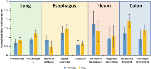 The above illustrates the degree of each of ACE 2 and TMPRSS2 expression in different cell types found within the lung, oesophageal, ileum and colonic tissue.