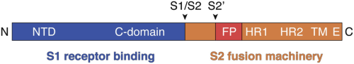 Schematic of the coronavirus spike proteinSpike (S) proteins .