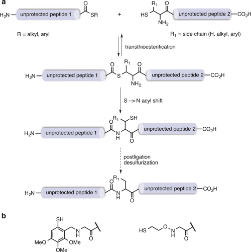 glutathione chemistry protocol Manual Solid Phase Synthesis of Glutathione Analogs