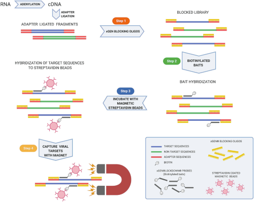 The pre-sequencing target-enrichmentEnrichment workflow including blocking, hybridization, andSevere Acute Respiratory Syndrome Coronavirus 2 (SARS-CoV-2) Saliva isolation of viral sequences