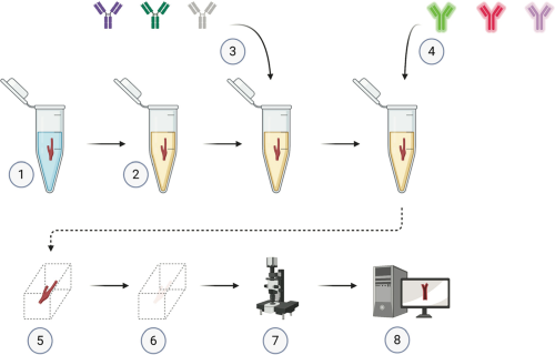 in vivo mapping of hydrogen peroxide and glutathione Measuring Mitochondrial Levels Redox Equilibrium Drosophila Neuron Subtypes Using Redox-Sensitive Fluorophores and 3D Imaging Skincare Routine