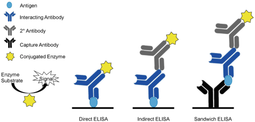 Production of Designer VHH-Based Antibodies in Plants | Springer Nature  Experiments