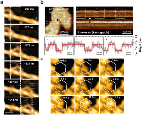 HS-AFM applications in studying transient biological process.