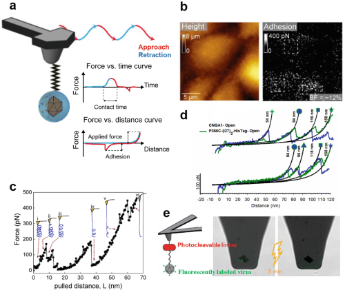 “Pulling” type of AFMAtomic force microscope (AFM) force spectroscopyForce spectroscopy experiments.