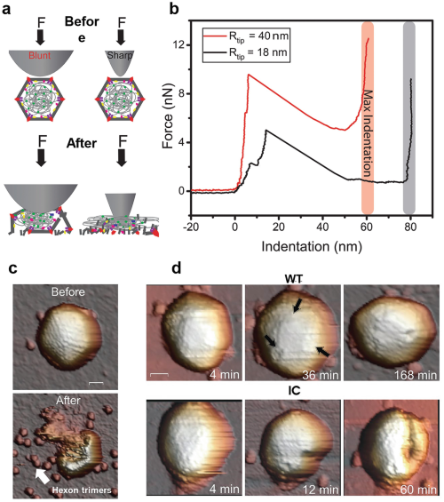 Images and nanoindentation of mature wide-type (WT) adenovirus and immature empty capsid (IC).