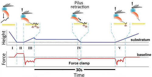 Force-clamp measurement including schematic describing the series of events during studies of the dynamics of bacterial pilus retraction.
