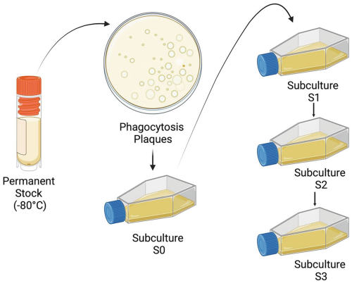 glutathione and superoxide dismutase liposomal cream MESOSES Cream