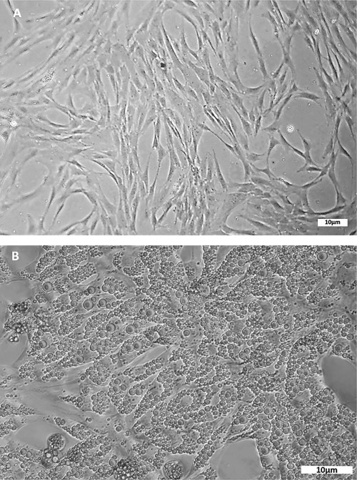 glutathione benefits skin before and after Glutathione S-transferase: A versatile and dynamic enzyme