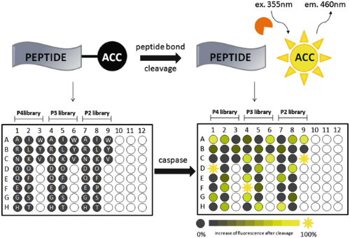 glutathione intein cleavage Excreted and effects on cleavage. (a) Total Genesis and regulation of C-terminal