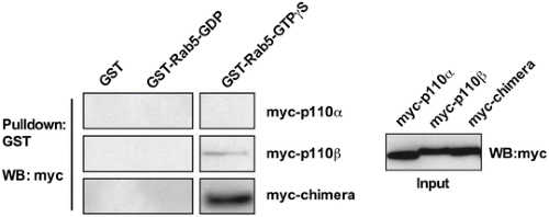 glutathione s transferase pull down assay Pull-down and Co-immunoprecipitation Assays of Interacting Proteins in  Plants main image 1