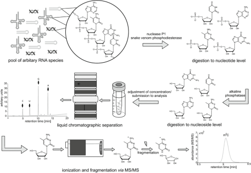 glutathione trapping reactive metabolites The Role of Metabolism in Chronic Illness Development and Its Potential Use as a Novel Therapeutic Target Full article: Detecting reactive drug