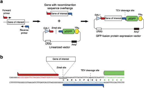 in vivo lipid ii assay 14 c In Vitro Peptidoglycan Synthesis Assay with Lipid II Substrate