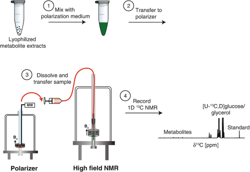 h nmr spectroscopy glutathione turnover in rat brain Noninvasive Fluxomics Mammals by Nuclear Magnetic Resonance Association between acetaminophen metabolites