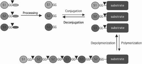 doctor's data glutathione erythrocytes cost A locally activatable sensor for robust quantification of organellar  glutathione