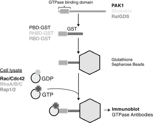 Determination of Rab5 Activity in the Cell by Effector Pull-Down Assay |  Springer Nature Experiments