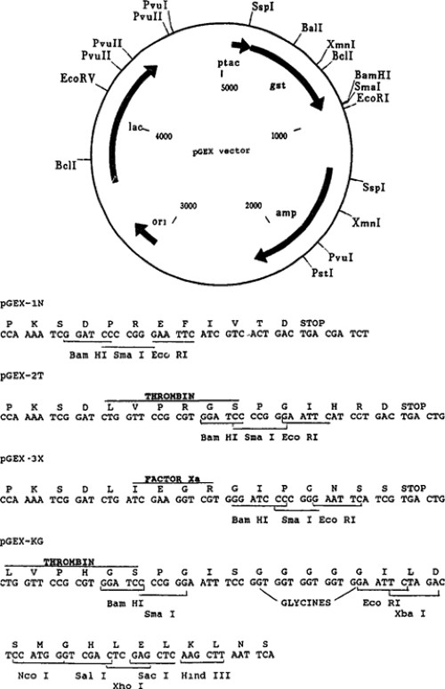 Expression and Purification of Matrix Metalloproteinases in Escherichia coli