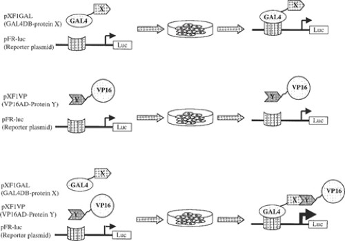 Schematic representation of the mammalian two-hybrid system.