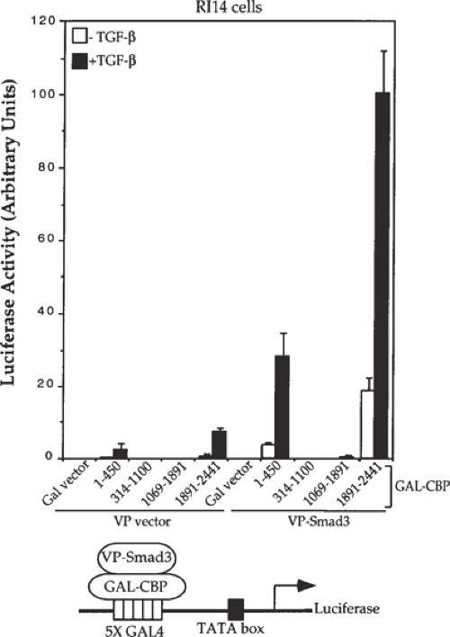 TGF-β-inducible interaction of Smad3 and CBP.