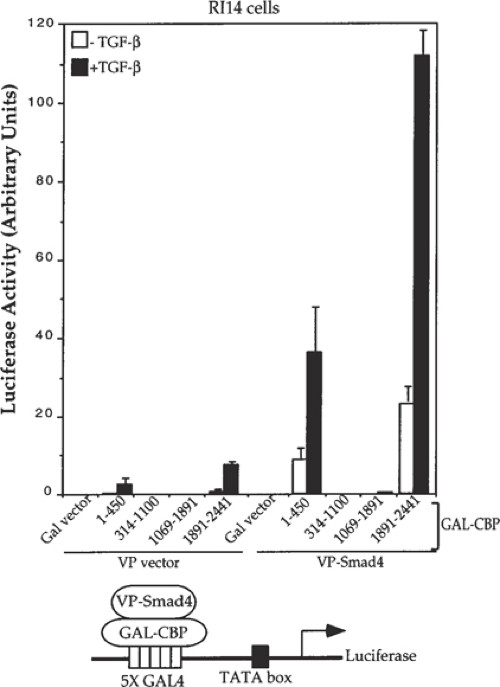 TGF-β-inducible interaction of Smad4 with CBP.