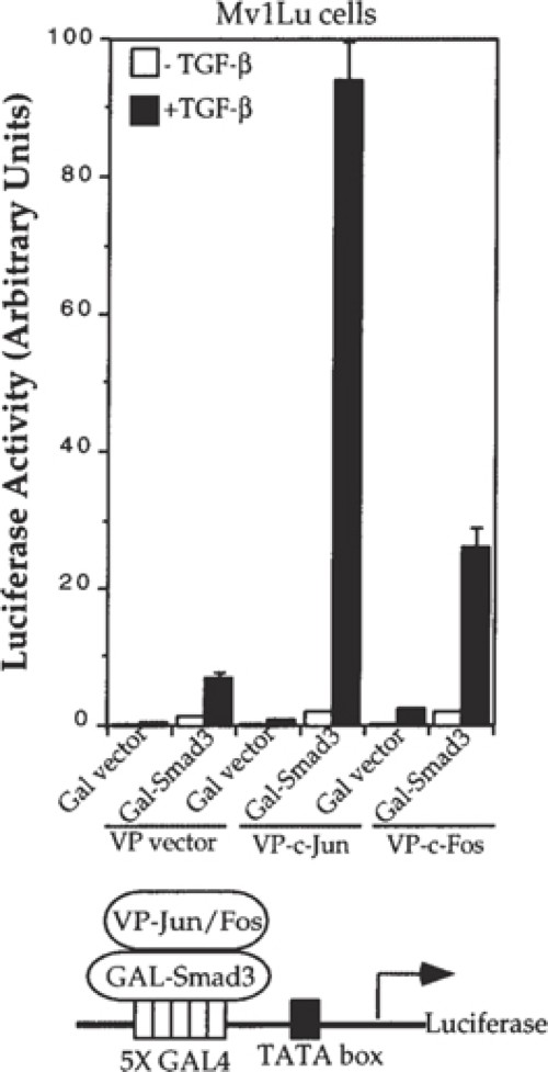 TGF-β-inducible interaction of Smad3 with c-Jun and c-Fos.