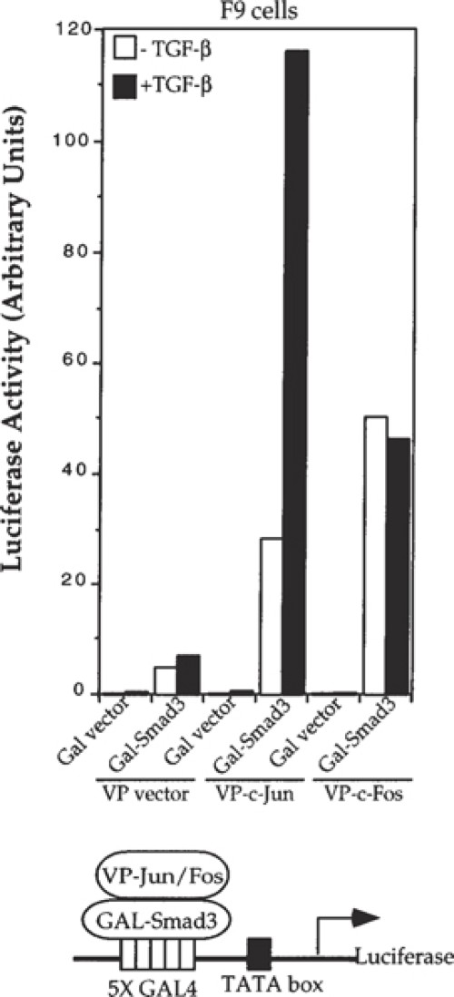 Interaction of Smad3 with c-Jun and c-Fos in the absence of detectable c-Jun and c-Fos levels.