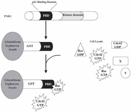 Strategies for Monitoring “Ubiquitin C-Terminal Hydrolase 1” (Yuh1)  Activity