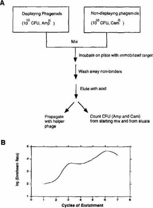 engineered protein scaffold inhibitor engineered protein scaffold inhibitor