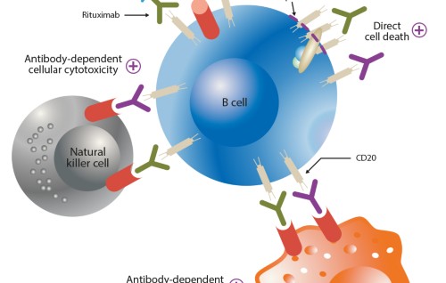 Rituximab