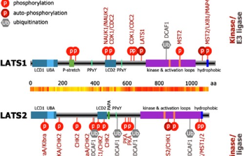 The Lats1 And Lats2 Tumor Suppressors Beyond The Hippo Pathway Cell Death Differentiation