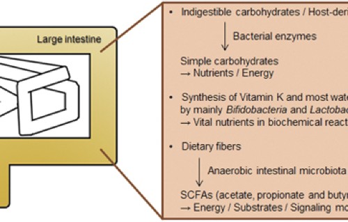 The Interplay Between Host Immune Cells And Gut Microbiota In