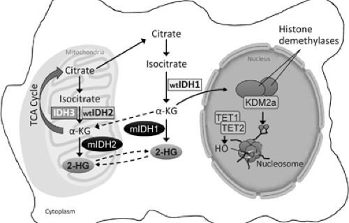 Isocitrate Dehydrogenase Mutations In Myeloid Malignancies Leukemia