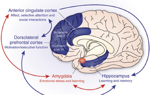 Amygdalocortical Circuitry In Schizophrenia: From Circuits To Molecules |  Neuropsychopharmacology Amygdalocortical Circuitry In Schizophrenia: From Circuits To Molecules |  Neuropsychopharmacology