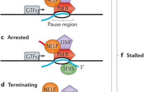 Promoter Proximal Pausing Of Rna Polymerase Ii Emerging Roles In Metazoans Nature Reviews Genetics