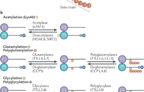 post translational modifications post translational modification