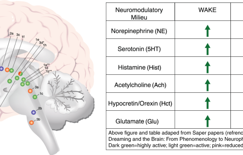 View Norepinephrine Hyperfocus PNG