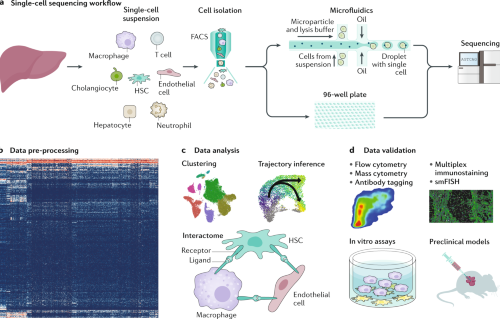 Using Cell And Organ Culture Models To Analyze Responses Of Bone Cells To Mechanical Stimulation Springerlink