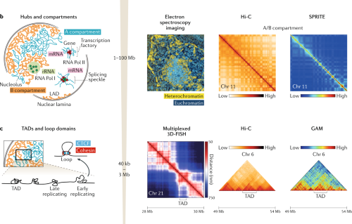The 3d Genome