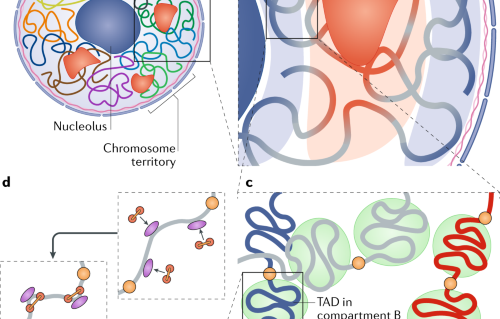 The 3d Genome