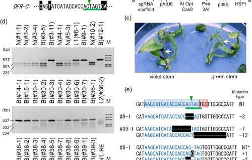Crispr Cas9 Mediated Mutagenesis Of The Dihydroflavonol 4 Reductase B Dfr B Locus In The Japanese Morning Glory Ipomoea Pharbitis Nil Scientific Reports