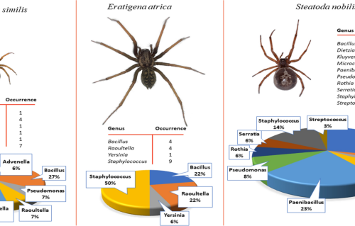 Synanthropic Spiders Including The Global Invasive Noble False Widow Steatoda Nobilis Are Reservoirs For Medically Important And Antibiotic Resistant Bacteria Scientific Reports