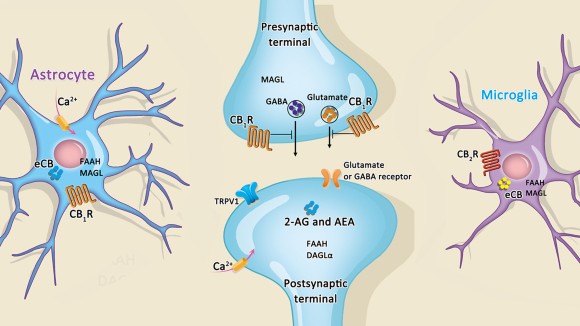 Image result for cannabinoid receptors