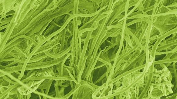 Cellulose fiber from rice straw with a scanning electron microscope. 