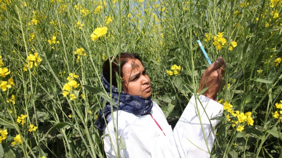 Farmer picking crops in Field in India