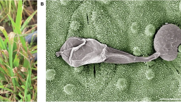 How to submit | Microorganism cell death – a new era