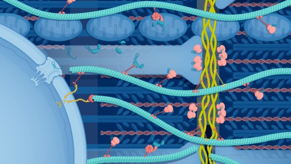 Interior of a cardiomyocyte, depicting microtubules, sarcomeres and mitochondria
