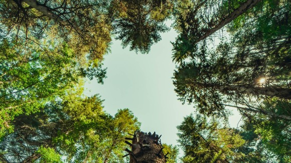 Huge hole in the treetops after tree fall with stunning composition and strong diminishing perspective in green forest.