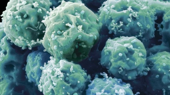 Close-up of stem cells clustered together